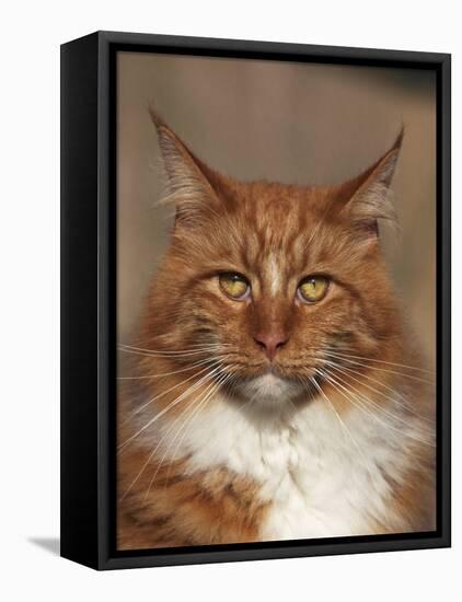 Maine Coon Red Tabby Cat, Portrait-Adriano Bacchella-Framed Premier Image Canvas