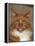 Maine Coon Red Tabby Cat, Portrait-Adriano Bacchella-Framed Premier Image Canvas