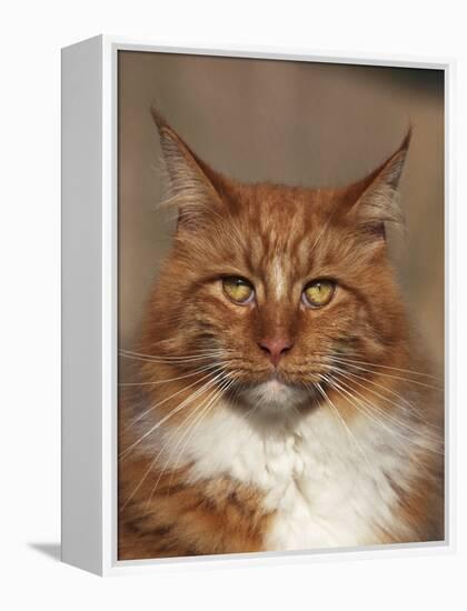 Maine Coon Red Tabby Cat, Portrait-Adriano Bacchella-Framed Premier Image Canvas