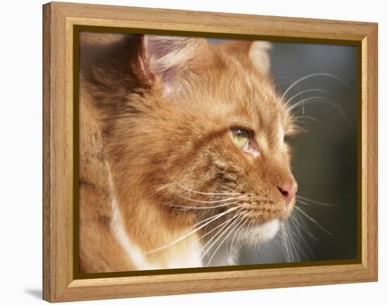 Maine Coon Red Tabby Cat, Portrait-Adriano Bacchella-Framed Premier Image Canvas