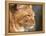 Maine Coon Red Tabby Cat, Portrait-Adriano Bacchella-Framed Premier Image Canvas
