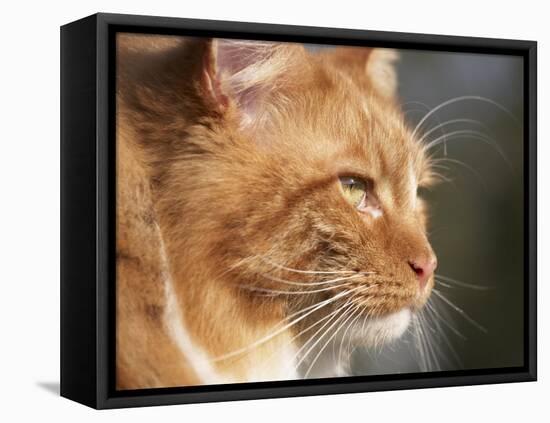 Maine Coon Red Tabby Cat, Portrait-Adriano Bacchella-Framed Premier Image Canvas