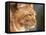 Maine Coon Red Tabby Cat, Portrait-Adriano Bacchella-Framed Premier Image Canvas