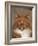 Maine Coon Red Tabby Cat, Portrait-Adriano Bacchella-Framed Photographic Print