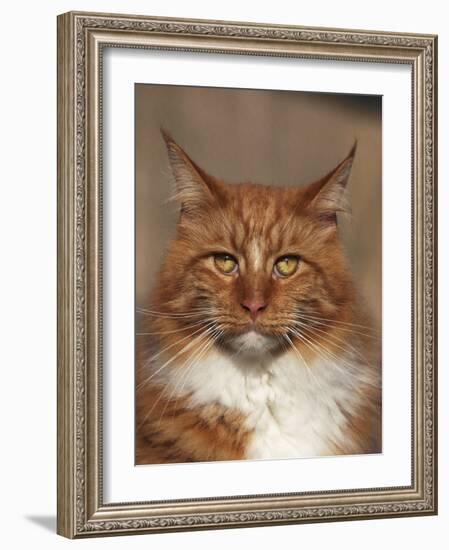 Maine Coon Red Tabby Cat, Portrait-Adriano Bacchella-Framed Photographic Print