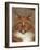 Maine Coon Red Tabby Cat, Portrait-Adriano Bacchella-Framed Photographic Print