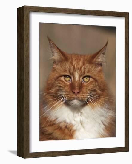 Maine Coon Red Tabby Cat, Portrait-Adriano Bacchella-Framed Photographic Print