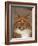 Maine Coon Red Tabby Cat, Portrait-Adriano Bacchella-Framed Photographic Print