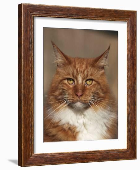 Maine Coon Red Tabby Cat, Portrait-Adriano Bacchella-Framed Photographic Print