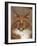 Maine Coon Red Tabby Cat, Portrait-Adriano Bacchella-Framed Photographic Print