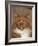 Maine Coon Red Tabby Cat, Portrait-Adriano Bacchella-Framed Photographic Print