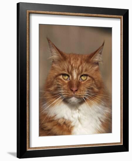 Maine Coon Red Tabby Cat, Portrait-Adriano Bacchella-Framed Photographic Print