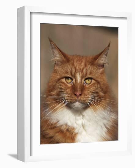 Maine Coon Red Tabby Cat, Portrait-Adriano Bacchella-Framed Photographic Print