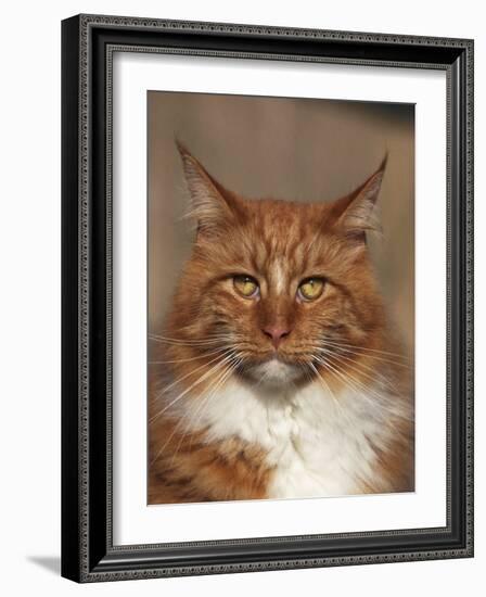 Maine Coon Red Tabby Cat, Portrait-Adriano Bacchella-Framed Photographic Print