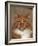 Maine Coon Red Tabby Cat, Portrait-Adriano Bacchella-Framed Photographic Print