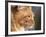 Maine Coon Red Tabby Cat, Portrait-Adriano Bacchella-Framed Photographic Print