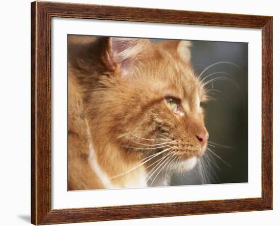 Maine Coon Red Tabby Cat, Portrait-Adriano Bacchella-Framed Photographic Print