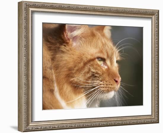 Maine Coon Red Tabby Cat, Portrait-Adriano Bacchella-Framed Photographic Print