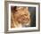 Maine Coon Red Tabby Cat, Portrait-Adriano Bacchella-Framed Photographic Print