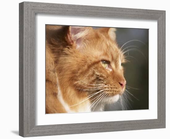 Maine Coon Red Tabby Cat, Portrait-Adriano Bacchella-Framed Photographic Print