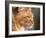 Maine Coon Red Tabby Cat, Portrait-Adriano Bacchella-Framed Photographic Print
