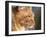 Maine Coon Red Tabby Cat, Portrait-Adriano Bacchella-Framed Photographic Print