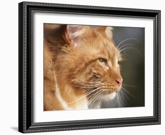 Maine Coon Red Tabby Cat, Portrait-Adriano Bacchella-Framed Photographic Print