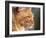 Maine Coon Red Tabby Cat, Portrait-Adriano Bacchella-Framed Photographic Print