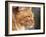 Maine Coon Red Tabby Cat, Portrait-Adriano Bacchella-Framed Photographic Print