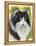 Maine Coon-Barbara Keith-Framed Premier Image Canvas