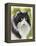 Maine Coon-Barbara Keith-Framed Premier Image Canvas