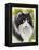 Maine Coon-Barbara Keith-Framed Premier Image Canvas