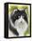 Maine Coon-Barbara Keith-Framed Premier Image Canvas