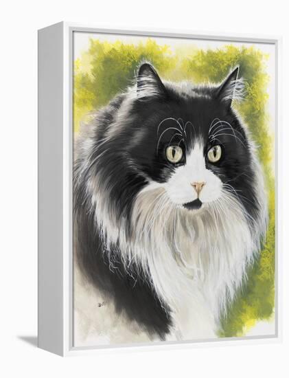 Maine Coon-Barbara Keith-Framed Premier Image Canvas