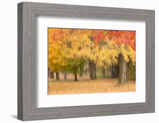 Maine, Harpswell. Autumn Colored Trees-Jaynes Gallery-Framed Photographic Print