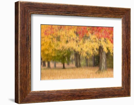 Maine, Harpswell. Autumn Colored Trees-Jaynes Gallery-Framed Photographic Print