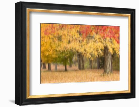 Maine, Harpswell. Autumn Colored Trees-Jaynes Gallery-Framed Photographic Print