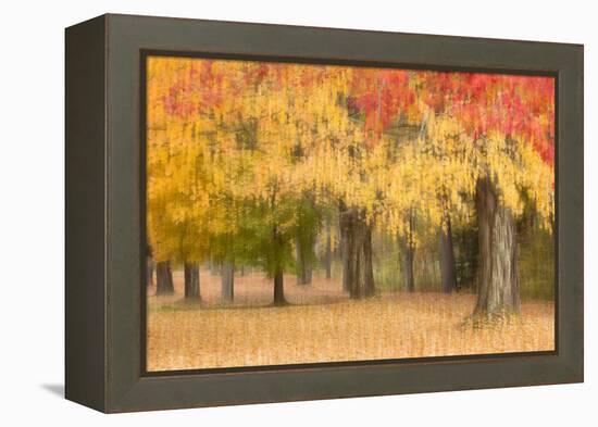 Maine, Harpswell. Autumn Colored Trees-Jaynes Gallery-Framed Premier Image Canvas