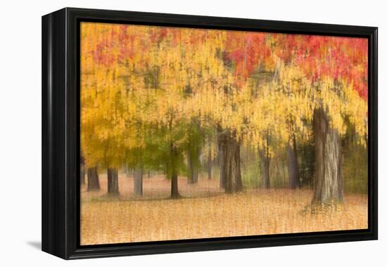 Maine, Harpswell. Autumn Colored Trees-Jaynes Gallery-Framed Premier Image Canvas