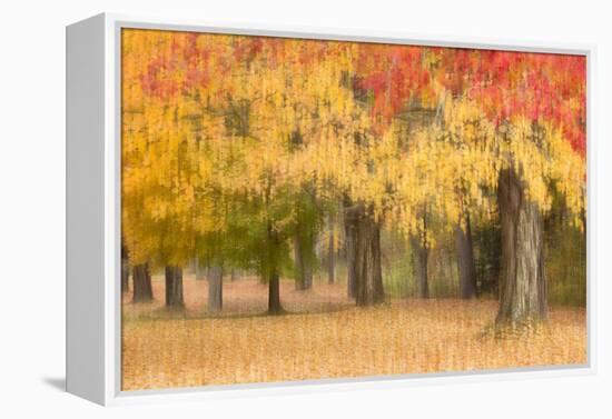 Maine, Harpswell. Autumn Colored Trees-Jaynes Gallery-Framed Premier Image Canvas