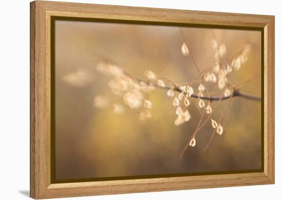 Maine, Harpswell. Bamboo Seeds Close-Up-Jaynes Gallery-Framed Premier Image Canvas