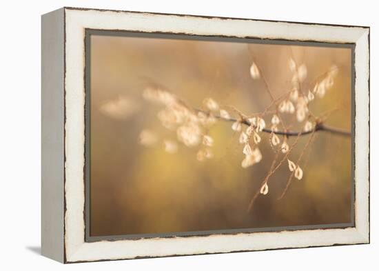 Maine, Harpswell. Bamboo Seeds Close-Up-Jaynes Gallery-Framed Premier Image Canvas