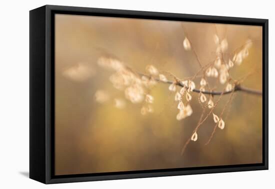 Maine, Harpswell. Bamboo Seeds Close-Up-Jaynes Gallery-Framed Premier Image Canvas