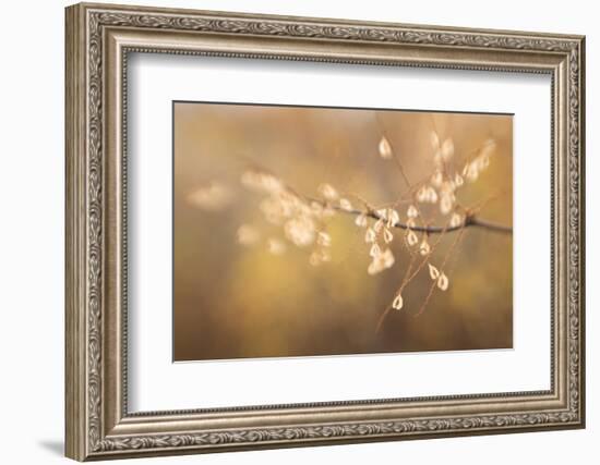 Maine, Harpswell. Bamboo Seeds Close-Up-Jaynes Gallery-Framed Photographic Print