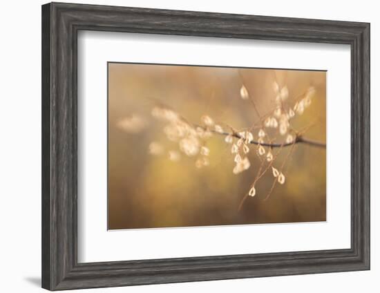 Maine, Harpswell. Bamboo Seeds Close-Up-Jaynes Gallery-Framed Photographic Print