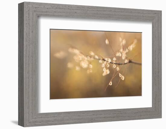 Maine, Harpswell. Bamboo Seeds Close-Up-Jaynes Gallery-Framed Photographic Print