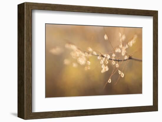 Maine, Harpswell. Bamboo Seeds Close-Up-Jaynes Gallery-Framed Photographic Print