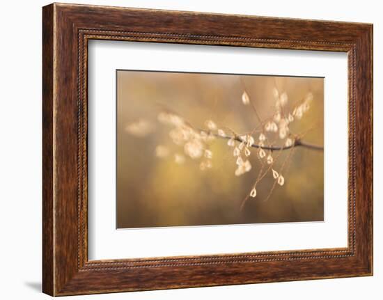 Maine, Harpswell. Bamboo Seeds Close-Up-Jaynes Gallery-Framed Photographic Print