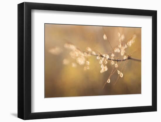 Maine, Harpswell. Bamboo Seeds Close-Up-Jaynes Gallery-Framed Photographic Print