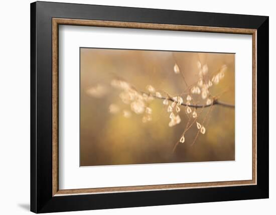 Maine, Harpswell. Bamboo Seeds Close-Up-Jaynes Gallery-Framed Photographic Print